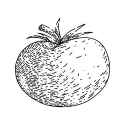 Tomato red set sketch hand drawn Royalty Free Vector Image