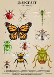 Realistic insects icon set Royalty Free Vector Image