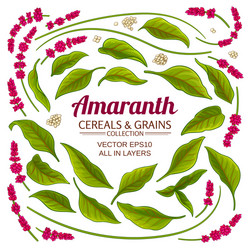 Amaranth Elements - Floral & Botanical Set vector image