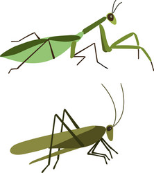 Mantis and grasshopper isolated vector