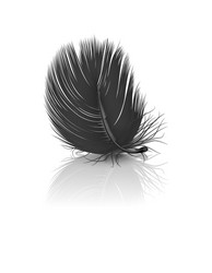 3d realistic falling black fluffy twirled vector