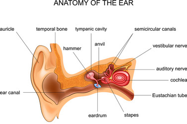 Anatomy of the human ear vector