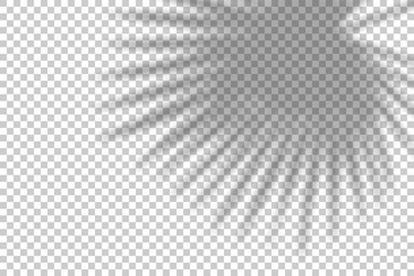 shadow overlay from a palm tree branch isolated vector image