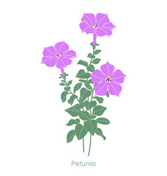 simple flowering pink petunia garden plant Vector Image