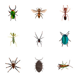 set of insect realistic symbols with mantis bug vector image
