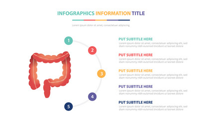 human colon anatomy infographic template concept vector