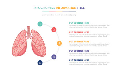 human lungs anatomy infographic template concept vector