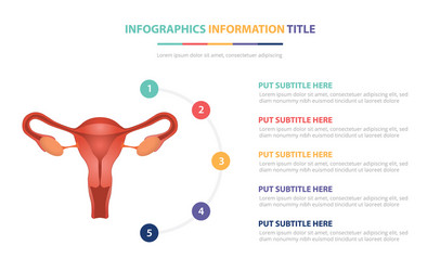 human ovarium anatomy infographic template vector