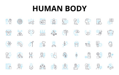 Human body linear icons set anatomy physiology Vector Image