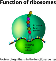 structure of the ribosome functions vector image