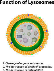 structure and function of lysosomes infographics vector image