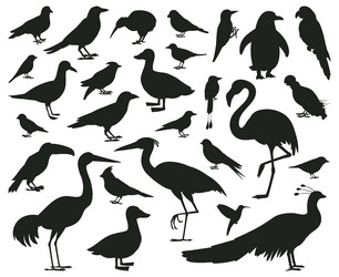 cartoon birds silhouettes black pigeon toucan Vector Image