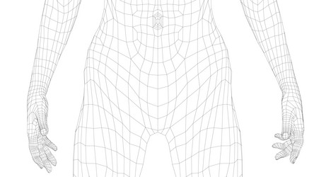 Wireframe female abdomen vector