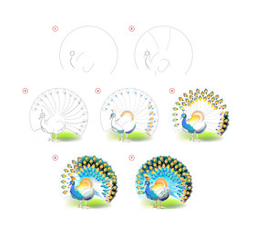 how to learn draw sketch of beautiful peacock vector image