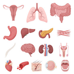 internal organs of a human cartoon icons in set vector