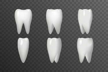 Rotation tooth animation frames realistic 3d vector