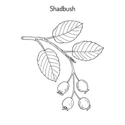 Amelanchier (Shadbush) Vector Image