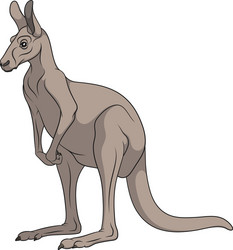 color of a gray kangaroo vector