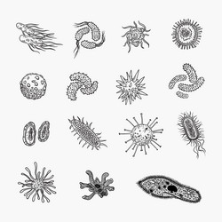 simple set of bacteria virus icons for web design vector image