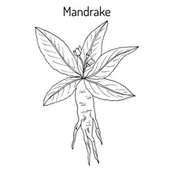 Vetor de Hand drawing mandrake. Black outline. Magic plant. Coloring page.  do Stock