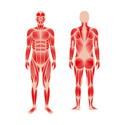 human muscular system vector