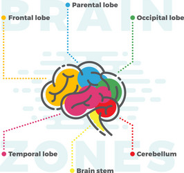 Brain zones scheme colorful infographics vector