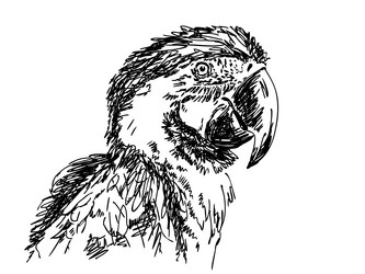 hand drawn parrot vector