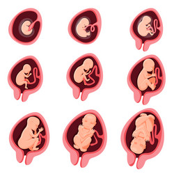 Embryo month stage growth fetal development Vector Image
