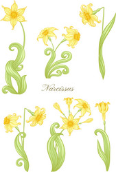 Narcissus color vector