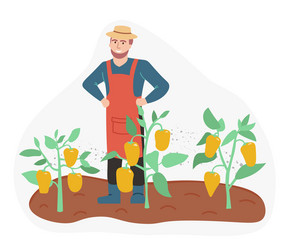 Organic production a proud man grows paprika vector