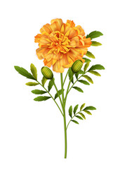 Marigold Flowers on White Vector Image