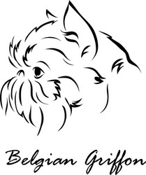 Adorable Belgian Griffon Puppy Vector Image