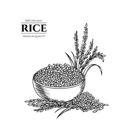 Rice hand drawn sketch Royalty Free Vector Image