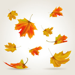 Colorful autumn leaves eps 10 Royalty Free Vector Image