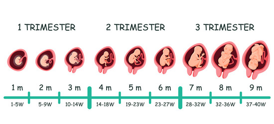 Embryo month stages of development Royalty Free Vector Image