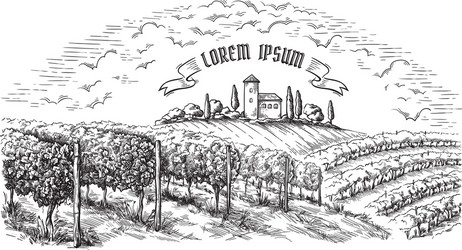 Vineyard Hills Landscape Vector Image