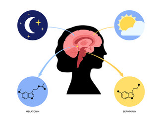 Sleep wake cycle Royalty Free Vector Image - VectorStock