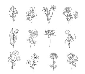 Floral Botanical Collection Vector Image
