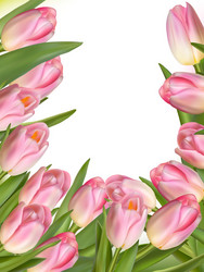 Tulip flowers forming an abstract border eps 10 vector