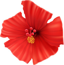 Realistic hibiscus flower vector