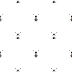 Anthill Vector Images (over 660)