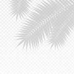 palm branch leaf overlay effect transparent shadow vector