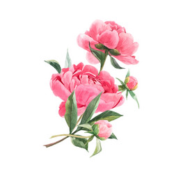 Elegant Pink Peony Bouquet Vector Image