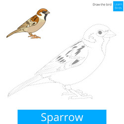 sparrow bird learn to draw vector image