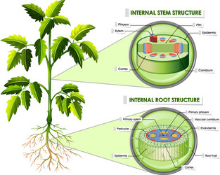 diagram showing stem and root structure vector image
