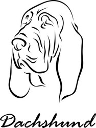 Dachshund Portrait Vector Image