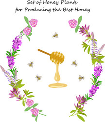 Pollination honey bee is an animal of pollinator Vector Image