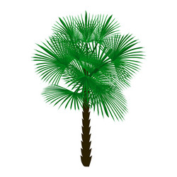 Single Palm Tree on White Vector Image