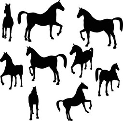 Horse Silhouette - Show Ring Pose Vector Image