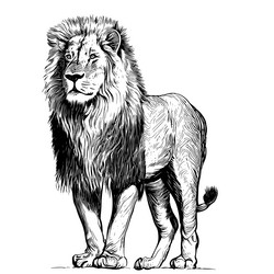 lion portrait standing Vector Image